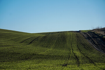 A vast golden wheat field under a bright blue sky