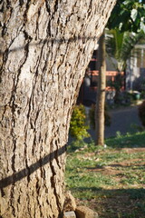 Wooden tree trunk with vertical line shadow at daytime