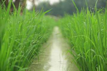The fields are planted with young rice which is ready to grow and become rice
