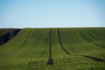 Endless green wheat rows sprouting under a cloudy sky