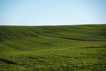 Dew-covered wheat sprouts in a morning field
