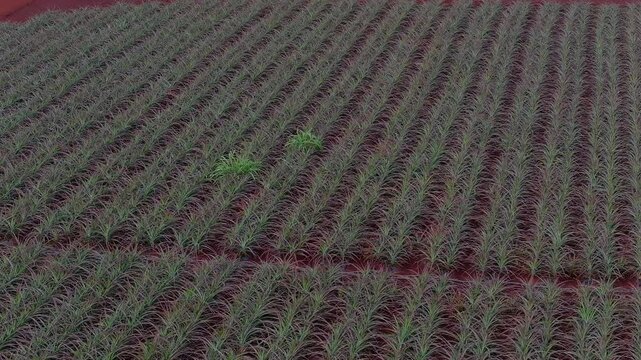 Aerial view of a vast pineapple plantation with neat rows bordered by red soil paths. The camera moves smoothly, revealing the plantation's scale.