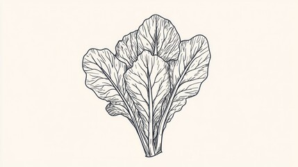 Hand-drawn Bok Choy illustration, food, cooking, recipe, healthy eating