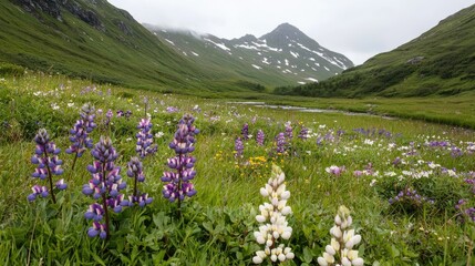 Obraz premium Purple and white lupine wildflowers bloom in a lush green mountain valley under an overcast summer sky.