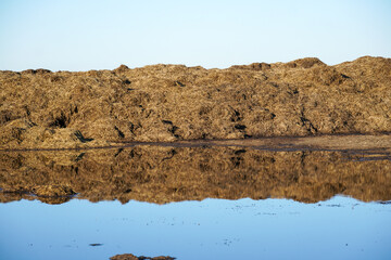 Manure heaps on the field, enriching the soil for the next harvest
