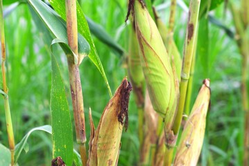 corncob in the farm field ready to harvest