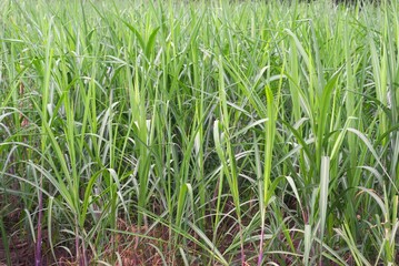 green tall grass in a field