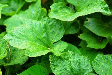 Close up of pumpkin leaves in the garden