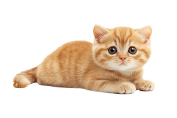 スコティッシュ・フォールドの子ネコ　背景透過