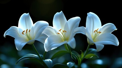 Fototapeta premium Illuminated White Lilies, Garden Night, Sympathy Card