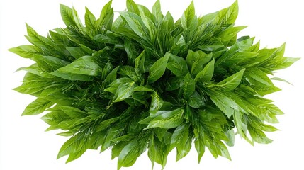 Fototapeta premium Lush green foliage overhead view, garden design