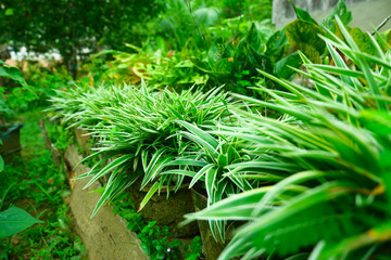 Chlorophytum comosum house ornamental plant for a stylish background