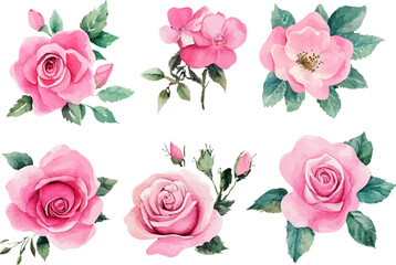 set of pink roses isolated on white