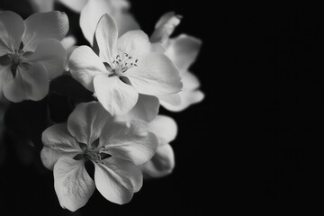 A close-up of delicate apple flowers blooming on black, with fine details and soft lighting for impact.