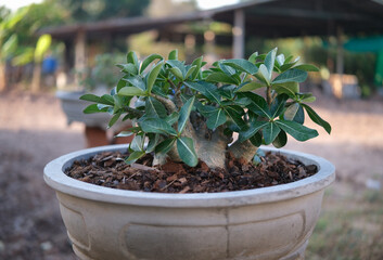 Adenium in pot, is a beautiful Adenium that is suitable for decoration.