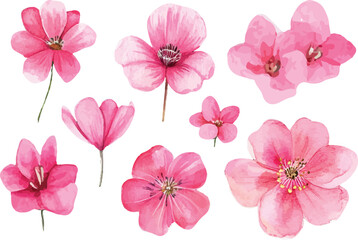 Fototapeta premium pink flowers on white