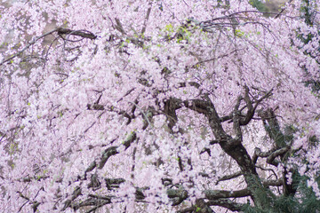 春は旅立ちの季節、ピンクの桜が綺麗に咲く