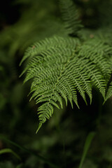 A macro photograph showcasing a single fern leaf and its detailed structure in vibrant green tones, set against a natural, blurred background of foliage, creating a fresh and earthy ambiance.