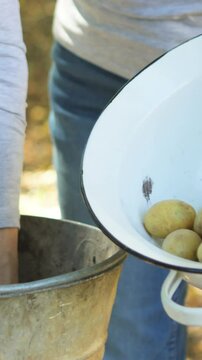 Senior woman putting potatoes in bowl from bucket in garden