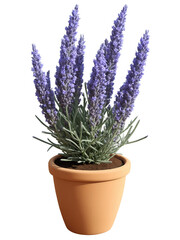 Fototapeta premium Lavender (Lavandula angustifolia) Fragrant herb with tall spikes of purple or blue flowers, often grown in large clay or ceramic