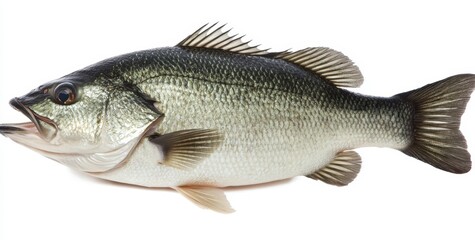 Fototapeta premium Close up view of a large, dark green and light grey fish isolated on a white background. The fish is positioned horizontally, facing left, showcasing