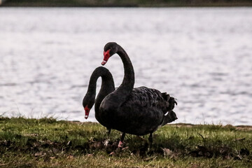 Naklejka premium black swan on the lake