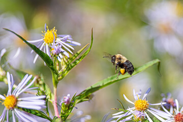 Bumblebee in Flight Among Wildflowers