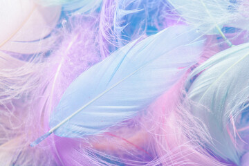 Closeup view of colorful feathers. Angelic pastel background
