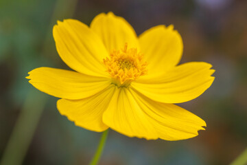 cosmos yellow