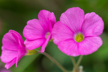 oxalis