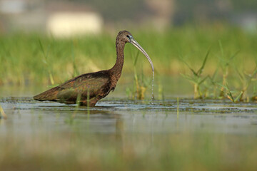 Glossy Ibis in the water