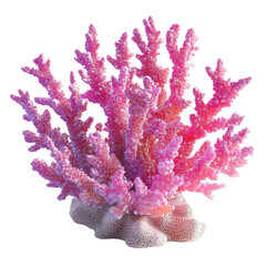 Naklejka premium pink coral isolated on white