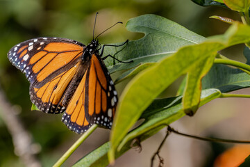 butterfly on leaf