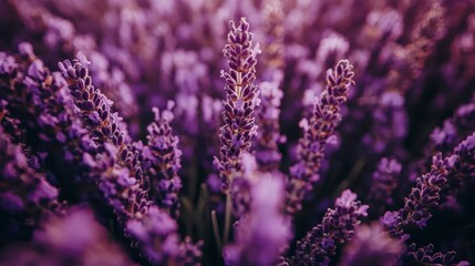 Close up view of vibrant purple lavender flowers in full bloom. The image features soft focus and warm lighting, creating a serene and calming