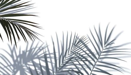 Shadows of Palm Leaves Cut Out