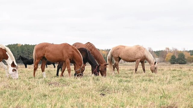Horses grazing on vast green field under bright sky, moving freely in natural environment, embodying freedom and harmony. Herd dynamics visible, capturing raw beauty of equine life