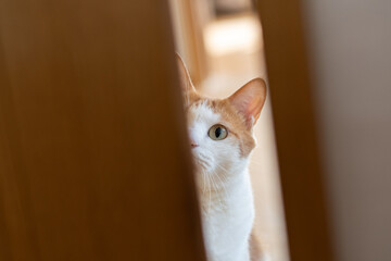 ドアの隙間から覗き込む猫　茶トラ白