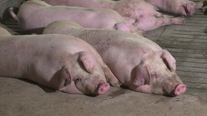 Real Nature Footage of Adult Pig Sleeping in Pig Farm