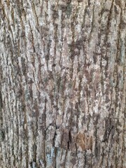 A close-up of teak tree bark texture with deep cracks and rugged patterns, showcasing natural brown...