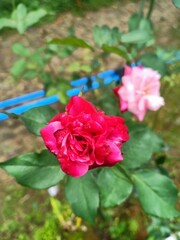 pink roses in garden