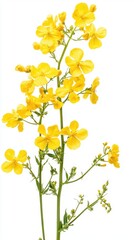 Bright Yellow Wildflowers on Isolated White Background in Studio