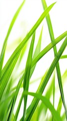 Fototapeta premium Fresh Green Grass Blades with Soft Light Background in Nature