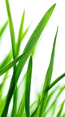 Obraz premium Close-Up View of Fresh Green Grass Blades Against White Background