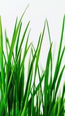 Fresh and Vibrant Green Grass Blades Against White Background
