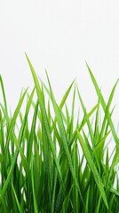 Fresh Green Grass Close-Up with Water Droplets on Blade Tips