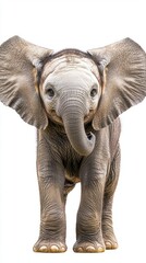 Obraz premium Baby elephant standing proud with a serene expression on its face