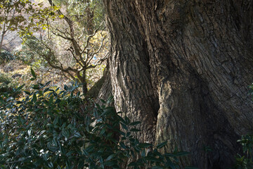 An old tree in a Japanese garden