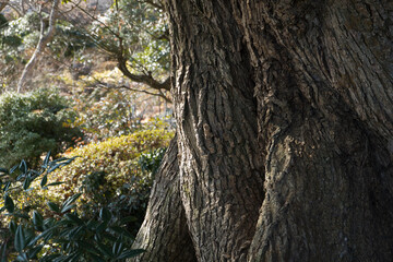 An old tree in a Japanese garden