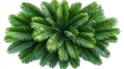 Naklejka premium Cycad Revoluta Leaves From a Top View Showcasing Lush Greenery and Unique Patterns. Generative AI