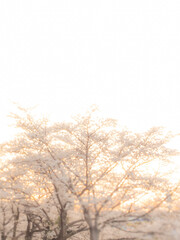 桜の花のある風景。まぶしい夕陽に照らされた桜のボケた素材。子供の頃の夕方の記憶。心象風景。